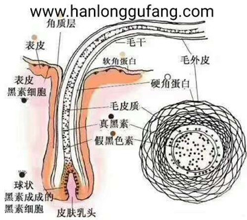 头皮没有角质层