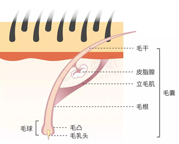 头部健康已经成为困扰现代人的一大健康问题