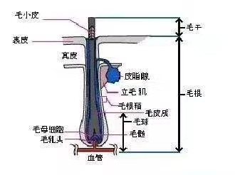 了解自己的头发类型