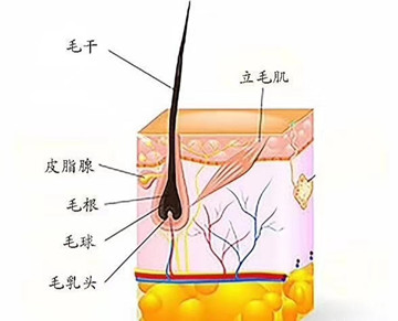 你有没有想过毛囊中的黑色素减少的原因是因为什么呢？