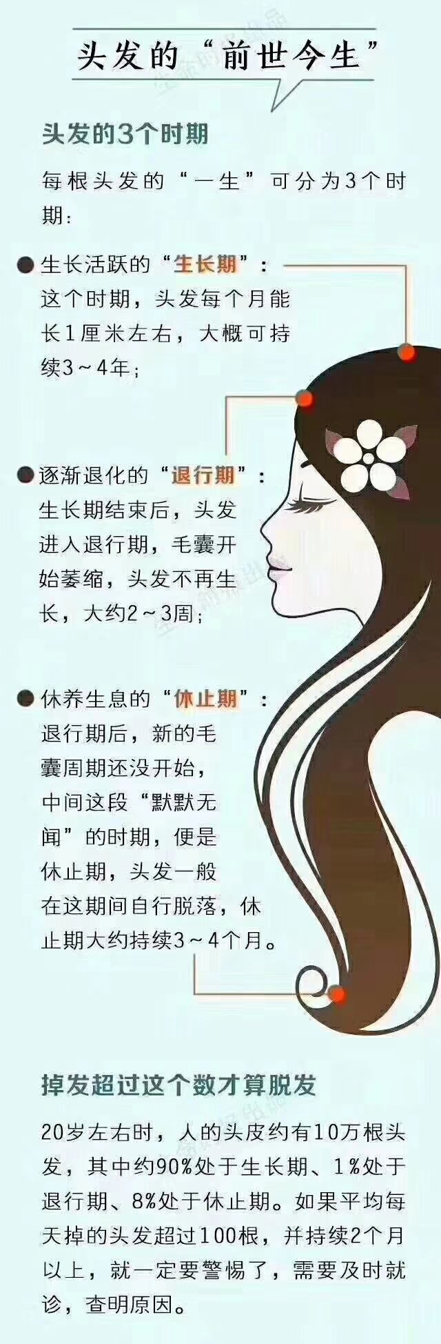 毛囊是头发生长的根源