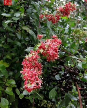 发质不同，海娜粉使用方法