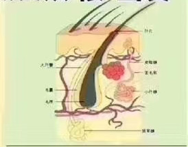 纯植物染发守护您的“排毒第二通道”