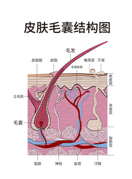 头发、头皮、大脑三者之间的关系