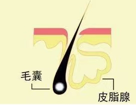 秀丝顿植物养发加盟温馨提示开植物养发加盟店怎样选择一个好品牌？