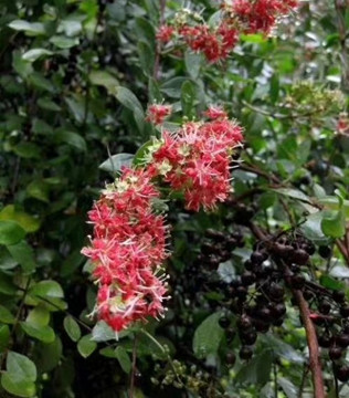 秀丝顿植物养发馆加盟之可以吃的染发剂​